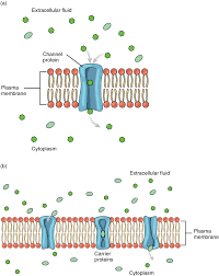 Simple diffusion is carried out by the actions of hydrogen bonds forming between water molecules and solutes. The Cell Membrane Anatomy And Physiology