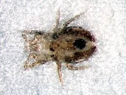 Bird Mites Causing You Problems Pest Nett Pest Control Brisbane