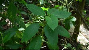 Image result for Vernonia lasiopus
