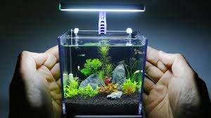 aquariums ile ilgili görsel sonucu