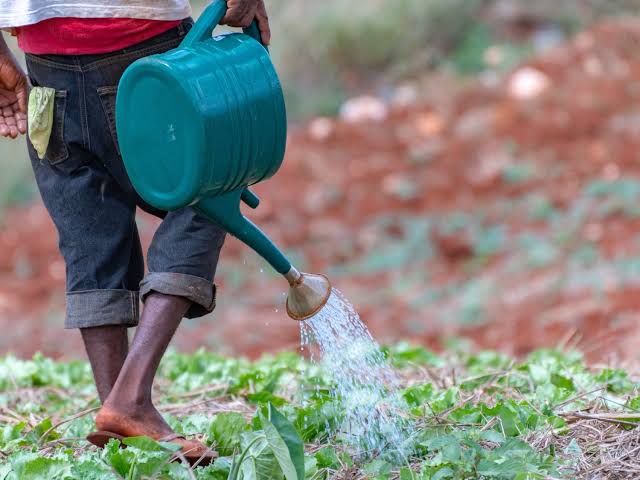 Study reveals pesticide poisoning among Caribbean smallholder vegetable  farmers - Pesticide Action Network UK