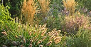 Gräser bieten bei der gestaltung des eigenen gartens viele verschiedene möglichkeiten. Grasergarten Gestalten Anlegen Und Pflegen Mein Schoner Garten