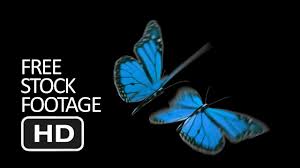 It has characteristic beautiful blue wings. Free Stock Footage Blue Butterfly Flying Black Background Youtube