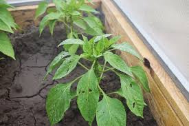 My chilli plant leaves are curling, the flowers are falling, and a lot of ants are traveling all the way to the place where the new leaves and flowers are shooting. What Is Eating My Pepper Plants 8 Possible Culprits The Practical Planter