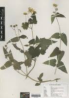 Image result for Lipotriche