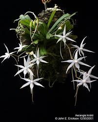 Image result for Aerangis kirkii