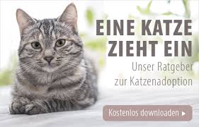 Die euthanasie bei der katze. Katze Einschlafern Was Ist Zu Beachten Zooplus