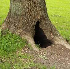 Forest world's manager brandy stevenson says the environment created by the tree is what mummified stuckie instead of allowing him to decay. Is A Hollow Tree Dangerous