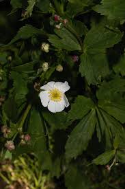 Image result for Ranunculus oreophytus