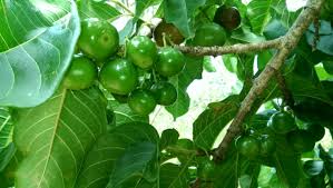 Image result for Vangueria esculenta