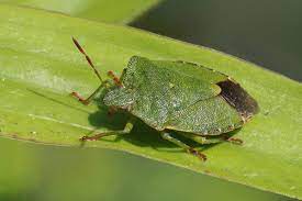 Find the perfect green shield bug stock photos and editorial news pictures from getty images. T6cie7kssmvnlm