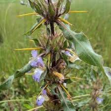 Image result for Olax pentandra