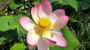 Scarica questa immagine gratuita di fiore acquatici ninfee dalla vasta libreria di pixabay di immagini e video di pubblico dominio. Piante Acquatiche Mati 1909 Www Piantemati Com