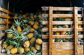 Our unique collection of fruit trees comes in all shapes and pot sizes! Ask Pablo What S The Impact Of Imported Tropical Fruit