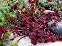 Create a charismatic carpet of changing colors with 'dragon's blood' sedum. Dragon S Blood Sedum Care And Culture Travaldo S Blog