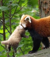 Epingle Sur Ours