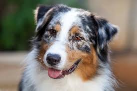 Find puppies for sale, including dogs, cats, kittens and other pets in australia! Flynn Medium Male Australian Shepherd Dog In Nsw Petrescue
