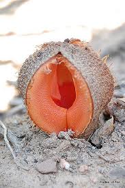 Image result for Hydnora