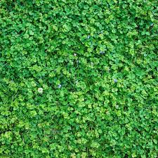 However, most people now consider this purple flowered plant to be a using a large amount of nitrogen on your lawn can help eradicate this weed. How To Get Rid Of Creeping Charlie This Old House