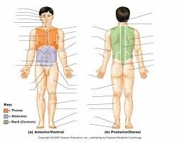 It is not reliant on whether the patient is standing, supine, prone, sitting, etc. Body Regions Quiz