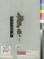 Image result for Acalypha caperonioides