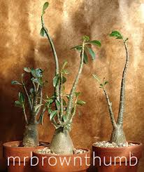 Image result for Synadenium pereskiifolium