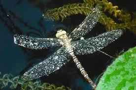 Both dragonfly and butterfly are unique creature of god. Dragonfly Meaning Symbolism Spirit Animal Colors Uniguide