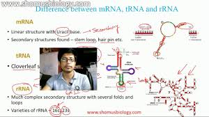 Difference Between Messenger Rna And Transfer Rna