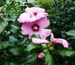 Hours may change under current circumstances Rose Of Sharon Adds To Summer Landscapes Aphrodite Named Louisiana Super Plant