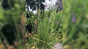 Image result for Dicliptera transvaalensis