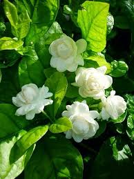 Jasmine Flowers Mogra Flower Fragrance Jasmine Plant Jasmine Flower