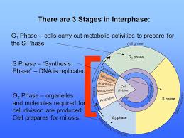 In this first stage of mitosis, the chromosomes condense, but they do not form tetrads (as in meiosis). Interphase The Time Between Cell Divisions Ppt Video Online Download