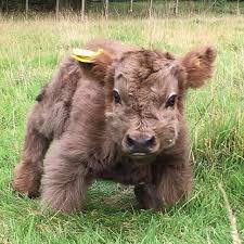 Holy Cow It S So Fluffy V Cute Baby Cow Cute Baby Animals Cute Cows