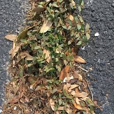 Image result for Euphorbia ophthalmica