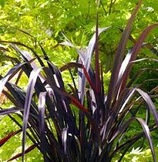 Image result for Phormium