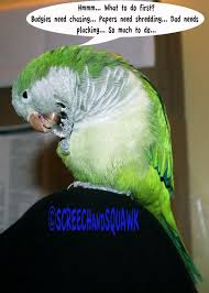 Quaker Parrot Funnies Funny Parrots Funny Birds Pet Birds