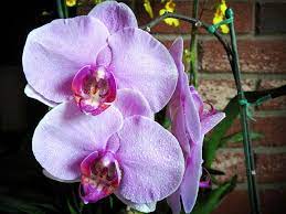 Phalaenopsis Of Unknown Origin Phalaenopsis Orchids Wild Orchid