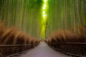 We did not find results for: Japan S Bamboo Forest What Arashiyama Bamboo Grove Really Looks Like
