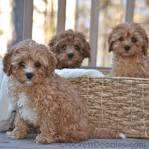 Cavapoo Puppies For Sale