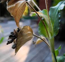 Image result for Commelina nyasensis
