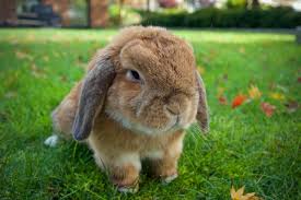 Resist the temptation to reach out and pat the bunny. 15 Of The Best Pet Rabbit Breeds Pethelpful