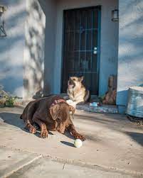 Getting Rid Of Parvo After Your Dog Gets Sick Sick Dog Parvo Dog Care