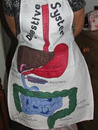 62215093fc1070fee9b39e3dfe8f1291 Jpg 736 981 Human Body Projects Human Body Science Digestive System Model