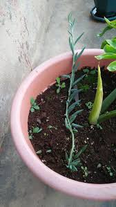 Image result for Stathmostelma welwitschii