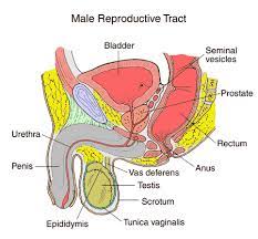 Two corpora cavernosa on the dorsal side and corpus spongiosum between. Male Reproductive Anatomy