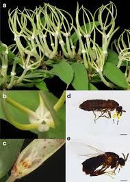 Image result for Ceropegia speciosa