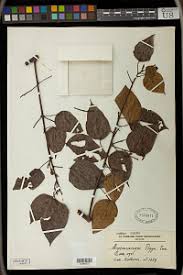 Image result for Macaranga schweinfurthii