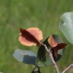 Image result for Combretum collinum