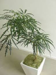 False Aralia Falsk Aralia Schefflera Elegantissima House Plants Schefflera Plants