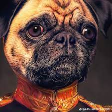 Collection by juliana marie • last updated 6 hours ago. Sportmops Henry Individuelle Portrait Retro Mops In Uniform Hund Portraits Kleidung Fur Hunde Hundebekleidung